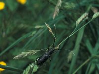 Cerambyx scopolii, Capricorn Beetle