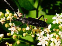 Cerambyx scopolii 6, Kleine heldenboktor, Saxifraga-Joep Steur