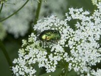 Cetonia aurata 13, Gouden tor, Saxifraga-Willem van Kruijsbergen