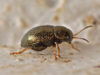 Chaetocnema hortensis