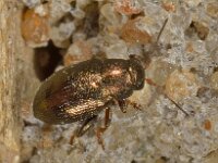 Chaetocnema hortensis 3, Saxifraga-Ab H Baas