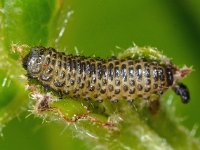 Chrysomelidae larva 1, Saxifraga-Ab H Baas