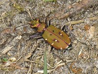 Cicindela campestris #06819 : Cicindela campestris, Green tiger beetle, Groene zandloopkever