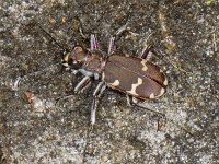 Cicindela hybrida 01 #06249 : Cicindela hybrida, Northern dune tiger beetle, Bronzen zandloopkever