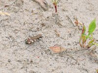 Cicindela hybrida 26, Bastaardzandloopkever, Saxifraga-Tom Heijnen