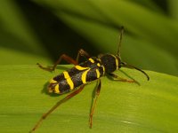 Clytus arietis, Wasp Beetle