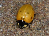 Coccinella septempunctata #07578 : Coccinella septempunctata, seven-spotted ladybug, Zevenstippelig lieveheersbeestje