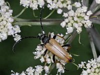 Corymbia rubra #03648 : Corymbia rubra, Red Longhorn Beetle, Rode smalbok, male