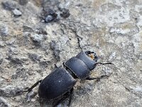 Dorcus parallelipipedus 8, Klein vliegend hert, Saxifraga-Ben Delbaere  IICSA