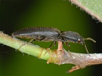 Elateridae sp 1, Saxifraga-Ab H Baas