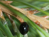 Exochomus nigromaculatus 1, Zwart lieveheersbeestje, Saxifraga-Rutger Barendse