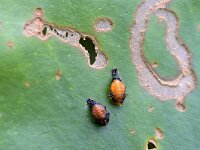 Galerucella nymphaeae 10, Waterleliehaantje, Saxifraga-Tom Heijnen