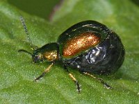 Gastrophysa viridula #06898 : Gastrophysa viridula, Green Dock Beetle, Groen zuringhaantje, female