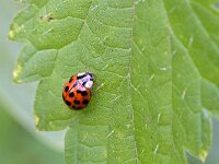 Harmonia axyridis f succinea 9, Veelstippelig Aziatisch lieveheersbeestje, Saxifraga-Tom Heijnen