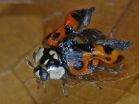 Harmonia axyridis #10128 : Harmonia axyridis, Asian lady beetle, Veelkleurig Aziatisch lieveheersbeestje