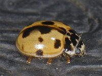 Harmonia axyridis #10189 : Harmonia axyridis, Asian lady beetle, Veelkleurig Aziatisch lieveheersbeestje