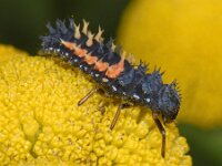 Harmonia axyridis #09609 : Harmonia axyridis, Asian lady beetle, Veelkleurig Aziatisch lieveheersbeestje, Larva