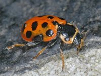 Hippodamia tredecimpunctata 01 #09995 : Hippodamia tredecimpunctata, Thirteen-spotted lady beetle, Dertienstippelig lieveheersbeestje