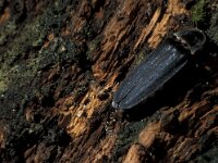 Lamprohiza splendidula 11, Kleine glimworm, ex larva, Saxifraga-Frits Bink