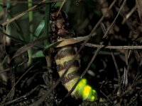 Lamprohiza splendidula 4, Kleine glimworm, Saxifraga-Frits Bink