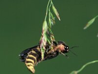 Lamprohiza splendidula 8, Kleine glimworm, ex larva, Saxifraga-Frits Bink