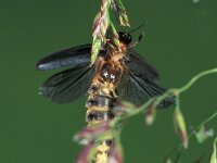 Lamprohiza splendidula 9, Kleine glimworm, ex larva, Saxifraga-Frits Bink