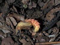 Lampyris zenkeri 11, ex larva, Saxifraga-Frits Bink