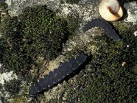 Lampyris zenkeri 6, ex larva, Saxifraga-Frits Bink