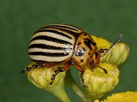 Leptinotarsa decemlineata 01 #03600 : Leptinotarsa decemlineata, Colorado Potato Beetle, Coloradokever