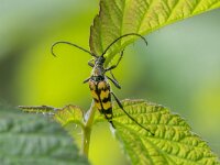 Leptura quadrifasciata 13, Gevlekte smalboktor, Saxifraga-Bart Heijne