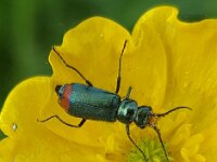 Malachius bipustulatus 3, Roodtipbasterdweekschild, Saxifraga-Ben Delbaere  IICSA���II