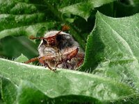 Melolontha melolontha 34, Meikever, Saxifraga-Hans Grotenhuis