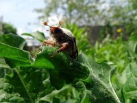 Melolontha melolontha 36, Meikever, Saxifraga-Hans Grotenhuis