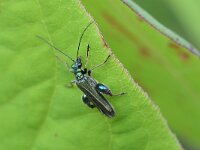 Oedemera nobilis 7, Fraaie schijnbok, Saxifraga-Tom Heijnen