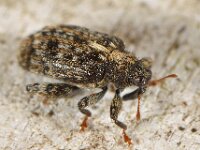 Orchestes pilosus