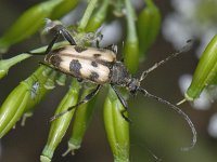 Pachytodes cerambyciformis #07245 : Pachytodes cerambyciformis, Speckled Longhorn Beetle, Korte Smalboktor
