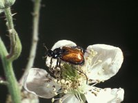 Phyllopertha horticola 1, Rozenkever, Saxifraga-Frits Bink