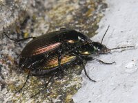Poecilus versicolor 01 #11958 : Phyllopertha horticola, rozenkever, copula