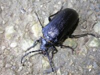 Prionus coriarius