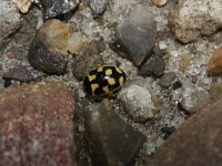 Propylea quatuordecimpunctata 2, Schaakbordlieveheersbeestje, Saxifraga-Rutger Barendse
