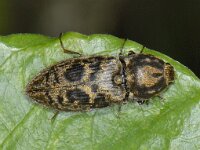 Prosternon tessellatum, Chequered Click Beetle