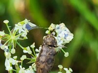 Prosternon tessellatum 7, Saxifraga-Ben Delbaere