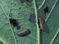 Pyrrhalta viburni 1, Sneeuwbalhaantje, larvae, Saxifraga-Frits Bink