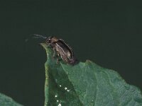 Pyrrhalta viburni 2, Sneeuwbalhaantje, Saxifraga-Frits Bink