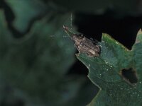 Pyrrhalta viburni 3, Sneeuwbalhaantje, Saxifraga-Frits Bink