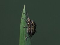 Pyrrhalta viburni 4, Sneeuwbalhaantje, Saxifraga-Frits Bink