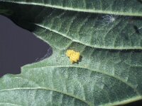 Pyrrhalta viburni 5, Sneeuwbalhaantje, eggs, Saxifraga-Frits Bink