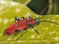 Pyrrhidium sanguineum 01 #46770 : Pyrrhidium sanguineum, Long-horned beetle, Rode boktor