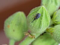 Rhopalapion longirostre 7, Stokroossnuitkever, Saxifraga-Tom Heijnen