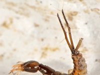 Staphylinidae larva 1, Saxifraga-Ab H Baas